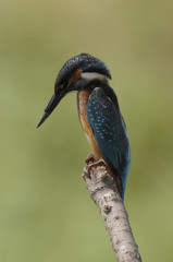 The Common Kingfisher (Alcedo atthis)