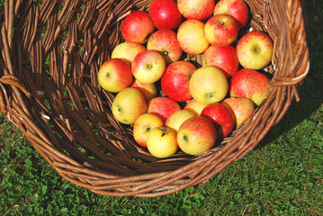 Apfelkorb