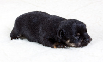 chihuahua puppy in studio