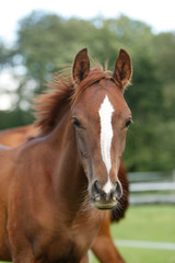 Naklejka premium Arabisches Pferd