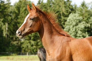 Obraz na płótnie Canvas Arabian Horse