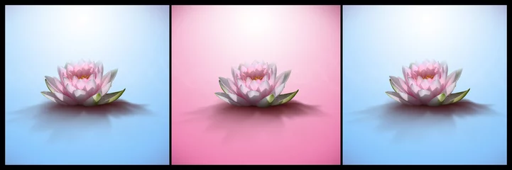 Photo sur Aluminium fleur de lotus fleurs de lotus