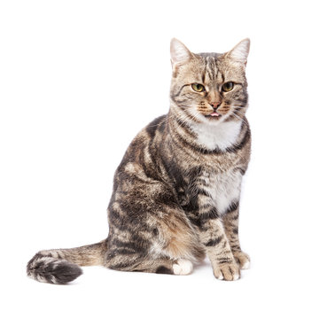 beautiful European cat in front on a white background with tongu