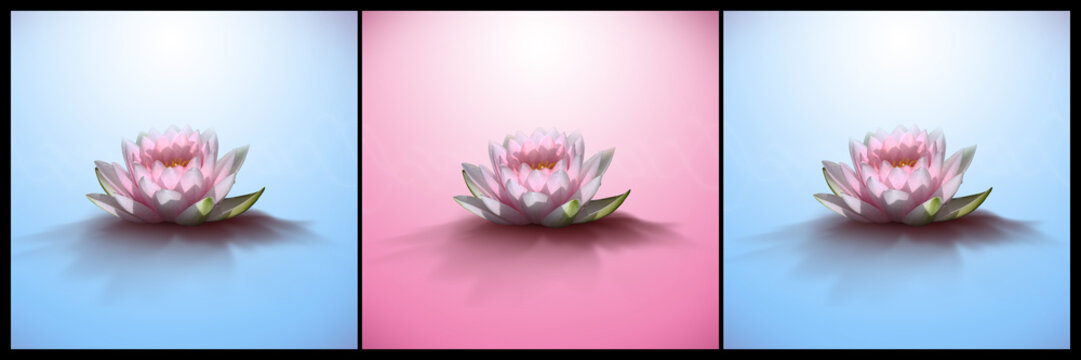 Fototapeta fleurs de lotus