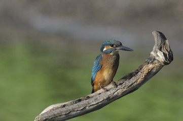 The Common Kingfisher (Alcedo atthis)