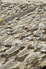 Pescado secandose al sol.