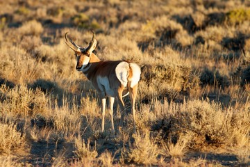 Pronghorn Buck