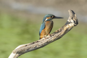 Fototapeta premium The Common Kingfisher (Alcedo atthis)