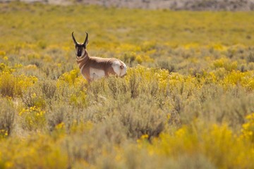 Pronghorn in the Sage