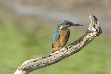 The Common Kingfisher (Alcedo atthis)