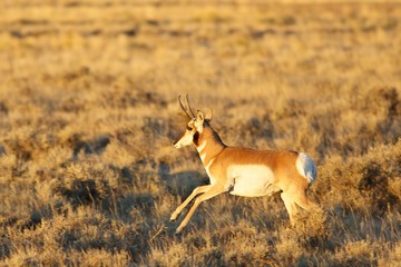 Pronghorn in the Prairie