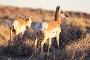 Doe Pronghorns