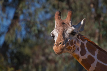 Giraffe Head straight on