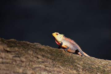 Little dragon