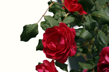 Rosas