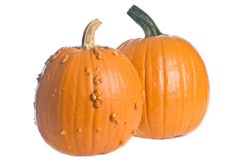 Pumpkins Isolated on White