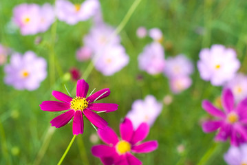 コスモスのお花畑