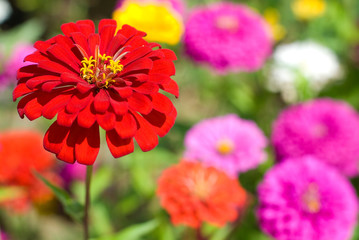 百日草のお花畑