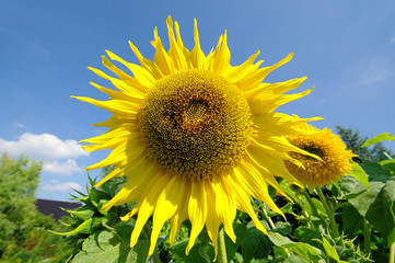 Sonnenblumen - sunflowers 37