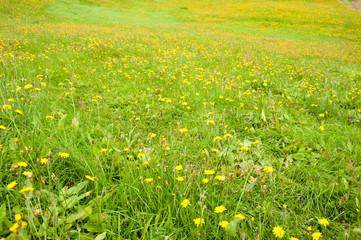 wild flowers field