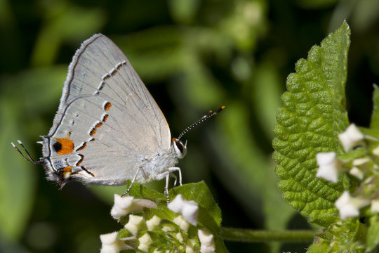 Gray Hairstreak Butteryfly on White Lantana Blooms