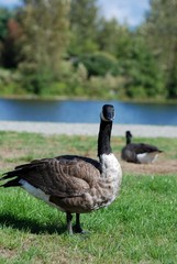 Canadian goose