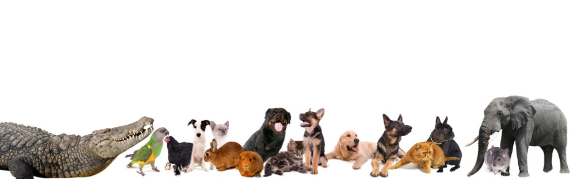 banni&egrave;re animaux diverses