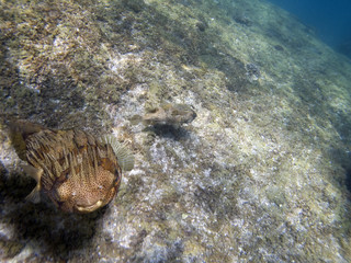 puffsreef