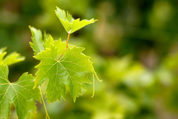 Grape leaf