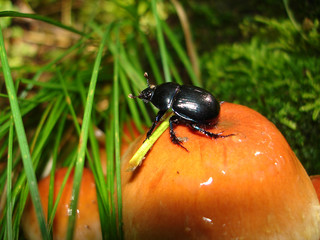 Mistkäfer auf einem Pilz - dung beetle on fungus
