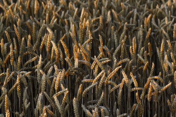 Weizenfeld im Abendlicht