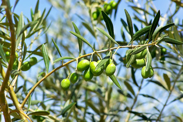 Green Olives on branch.