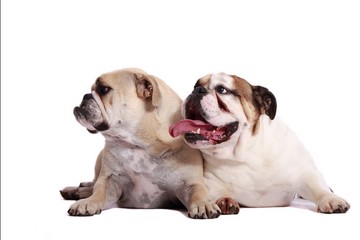Obraz premium Zwei englische Bulldoggen