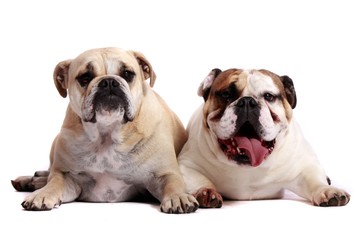 Obraz premium Zwei englische Bulldoggen