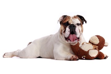 Fototapeta premium englische Bulldogge mit Teddy
