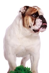 Obraz premium englische Bulldogge stehend