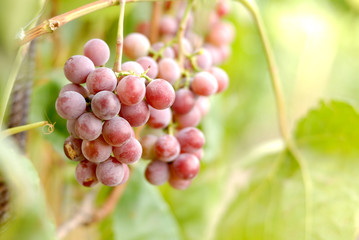 Grapes