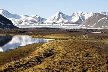 Arctic summer landscape with reindeer (Svalbard) - obrazy, fototapety, plakaty