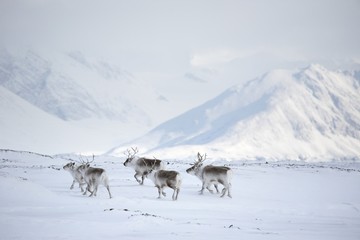 Herd of reindeers (Arctic)