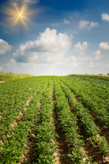 Fototapeta na wymiar Landscape of potato plantation.