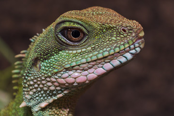 Reptilienschau