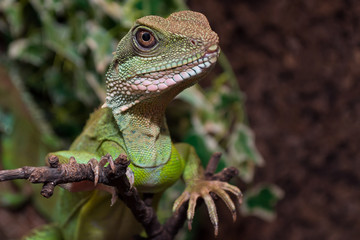 Reptilienschau