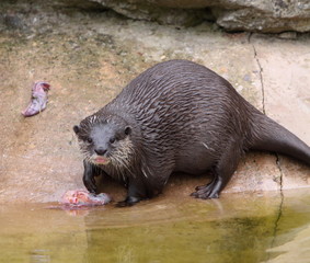 otter