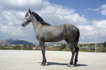 Caballo 20