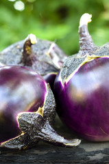 Round eggplants