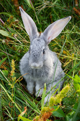 Adorable bunny © pressmaster