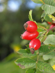 Fototapeta premium Hagebutte am Busch