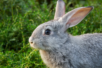 Grey rabbit