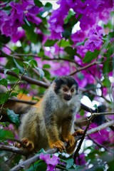 Squirrel monkey.