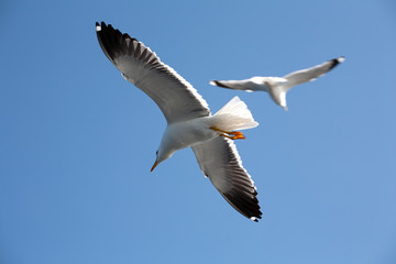 Sea seagull against the sky